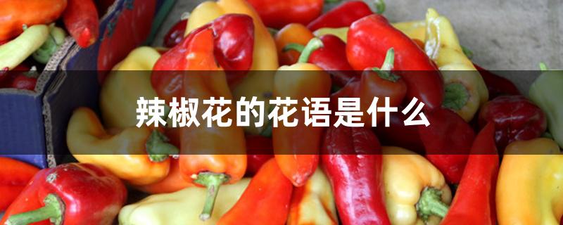 辣椒花的花语是什么 辣椒花的花语是什么