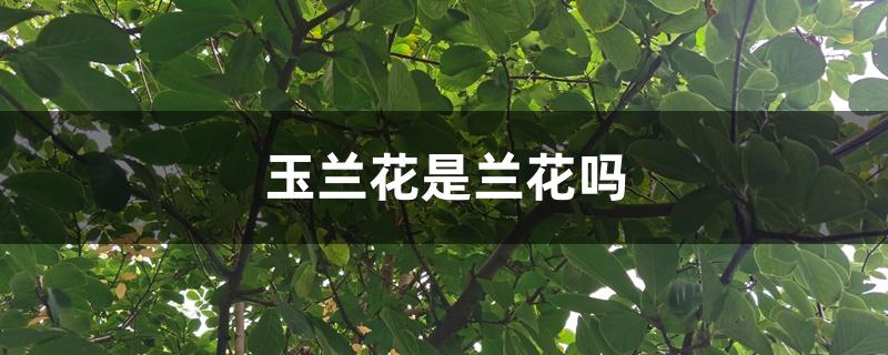 玉兰花是兰花吗 玉兰花是兰花吗