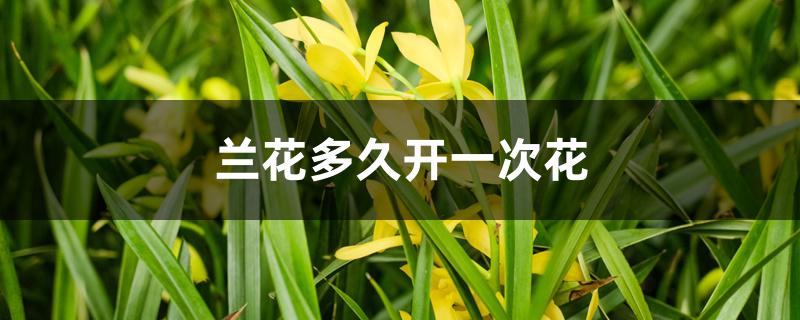 兰花多久开一次花 兰花多久开一次花