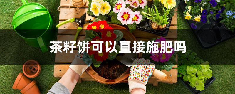 茶籽饼可以直接施肥吗 茶籽饼可以直接施肥吗