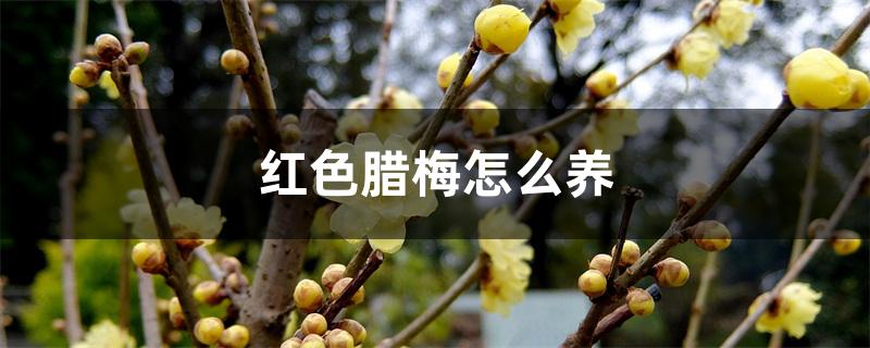 红色腊梅怎么养 红色腊梅怎么养