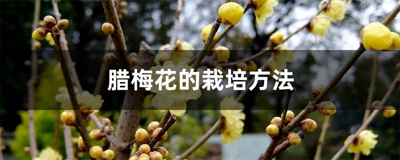 腊梅花的栽培方法