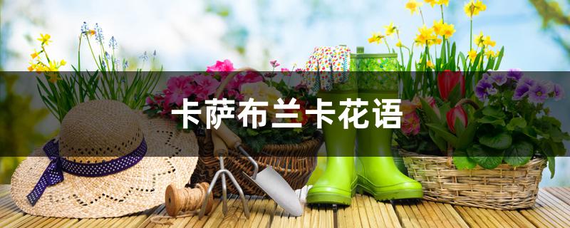 卡萨布兰卡花语 卡萨布兰卡花语