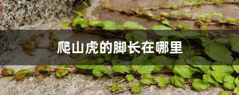 爬山虎的脚长在哪里 爬山虎的脚长在哪里
