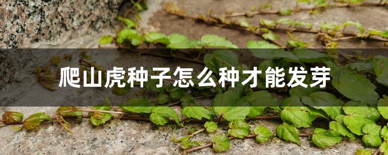 爬山虎种子怎么种才能发芽 爬山虎种子怎么种才能发芽