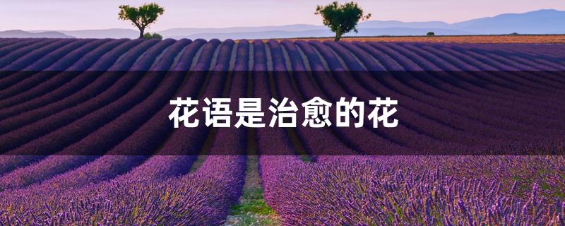 花语是治愈的花 花语是治愈的花