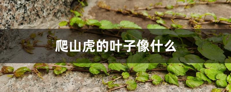 爬山虎的叶子像什么 爬山虎的叶子像什么
