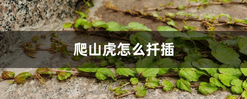 爬山虎怎么扦插 爬山虎怎么扦插