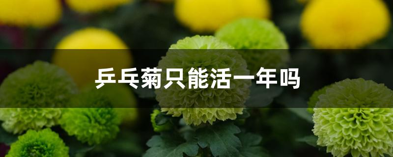 乒乓菊只能活一年吗 乒乓菊只能活一年吗