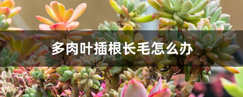 多肉叶插根长毛怎么办 多肉叶插根长毛怎么办