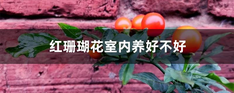 红珊瑚花室内养好不好