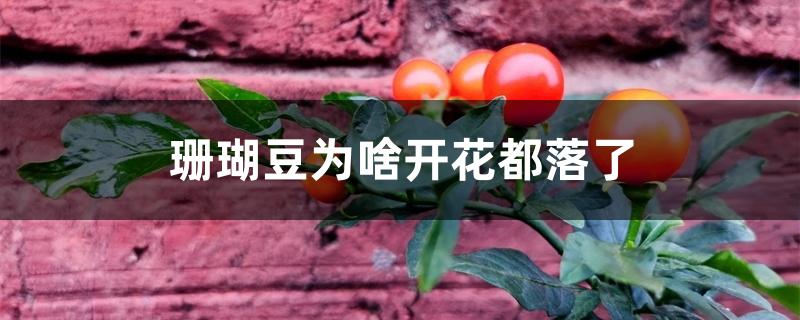 珊瑚豆为啥开花都落了 珊瑚豆为啥开花都落了