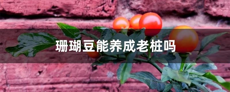 珊瑚豆能养成老桩吗
