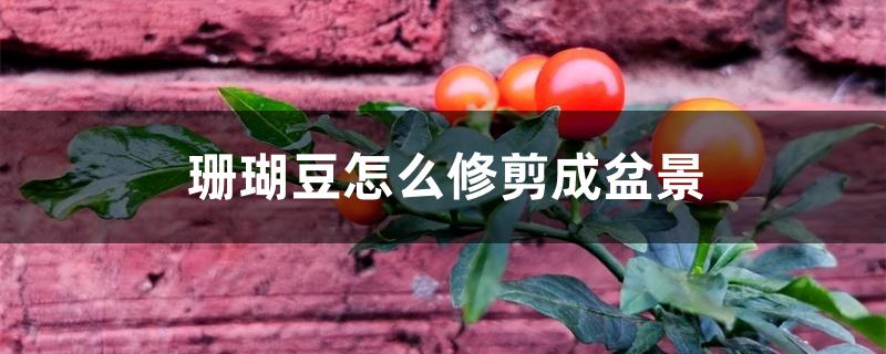 珊瑚豆怎么修剪成盆景 珊瑚豆怎么修剪成盆景