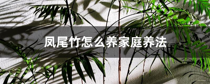 凤尾竹怎么养家庭养法 凤尾竹怎么养家庭养法