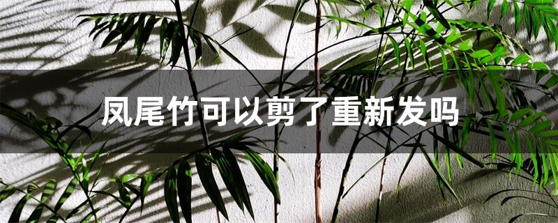 凤尾竹可以剪了重新发吗 凤尾竹可以剪了重新发吗