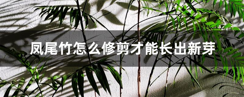 凤尾竹怎么修剪才能长出新芽 凤尾竹怎么修剪才能长出新芽