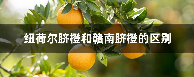 纽荷尔脐橙和赣南脐橙的区别 纽荷尔脐橙和赣南脐橙的区别