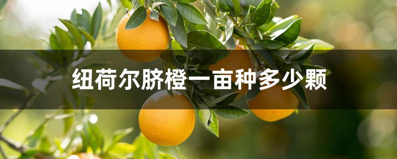 纽荷尔脐橙一亩种多少颗 纽荷尔脐橙一亩种多少颗