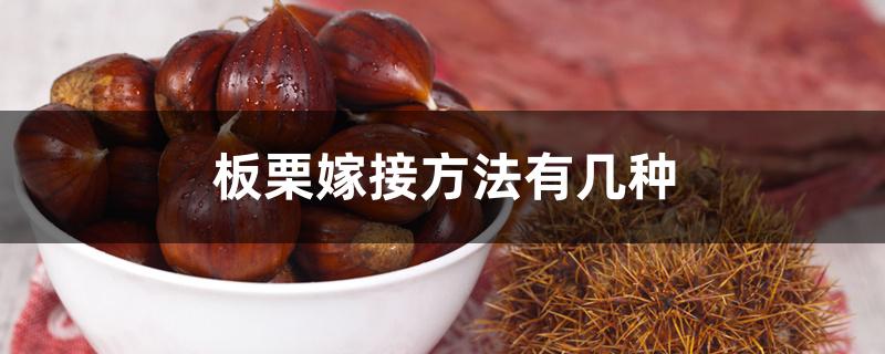 板栗嫁接方法有几种 板栗嫁接方法有几种