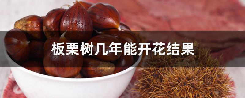 板栗树几年能开花结果 板栗树几年能开花结果