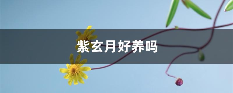 紫玄月好养吗 紫玄月好养吗