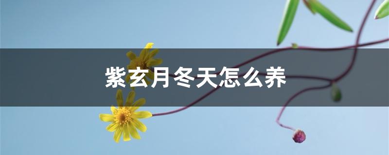 紫玄月冬天怎么养 紫玄月冬天怎么养