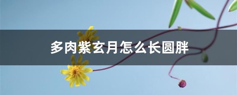 多肉紫玄月怎么长圆胖 多肉紫玄月怎么长圆胖