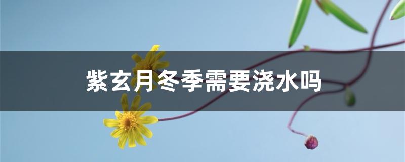 紫玄月冬季需要浇水吗 紫玄月冬季需要浇水吗
