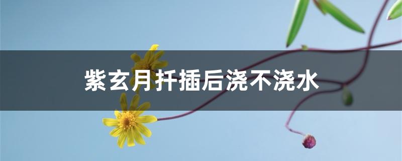 紫玄月扦插后浇不浇水 紫玄月扦插后浇不浇水