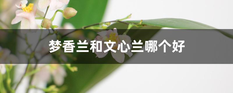梦香兰和文心兰哪个好 梦香兰和文心兰哪个好