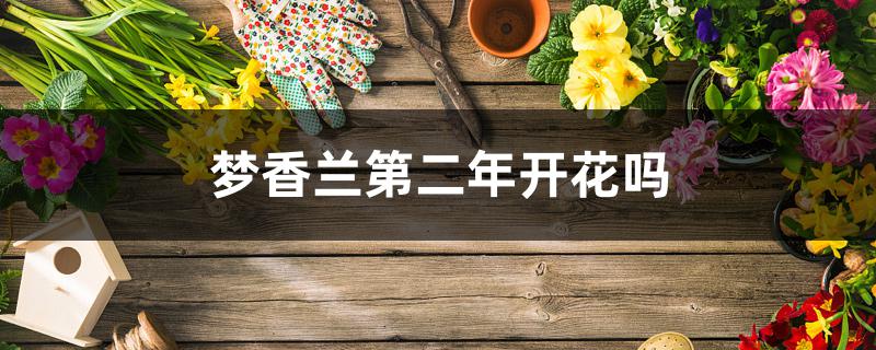 梦香兰第二年开花吗 梦香兰第二年开花吗