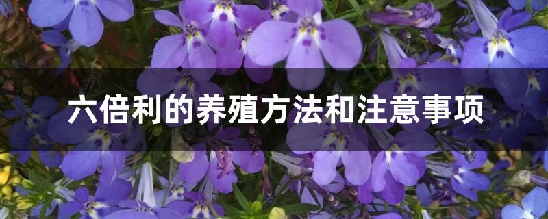 六倍利的养殖方法和注意事项 六倍利的养殖方法和注意事项
