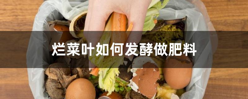 烂菜叶如何发酵做肥料 烂菜叶如何发酵做肥料