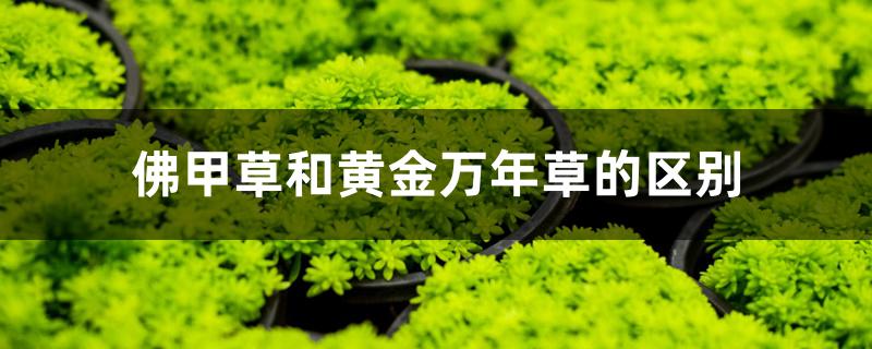 佛甲草和黄金万年草的区别 佛甲草和黄金万年草的区别