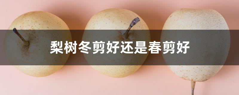 梨树冬剪好还是春剪好 梨树冬剪好还是春剪好