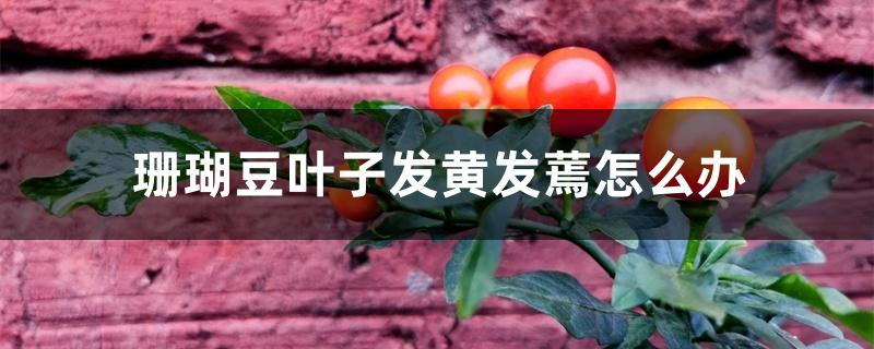 珊瑚豆叶子发黄发蔫怎么办 珊瑚豆叶子发黄发蔫怎么办
