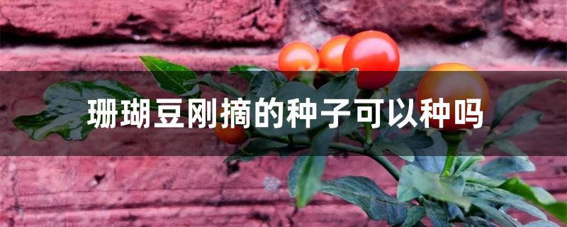 珊瑚豆刚摘的种子可以种吗 珊瑚豆刚摘的种子可以种吗