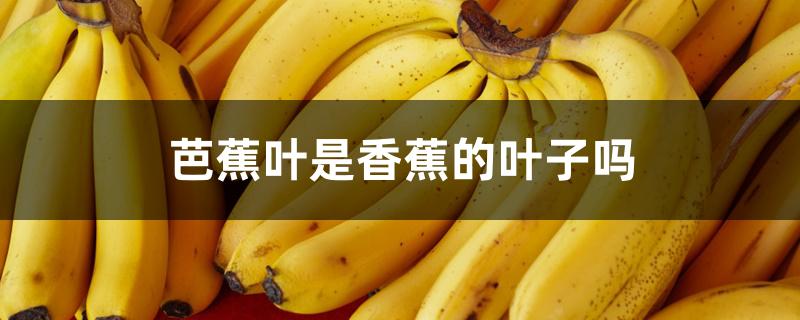 芭蕉叶是香蕉的叶子吗 芭蕉叶是香蕉的叶子吗