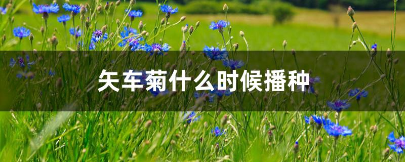 矢车菊什么时候播种 矢车菊什么时候播种