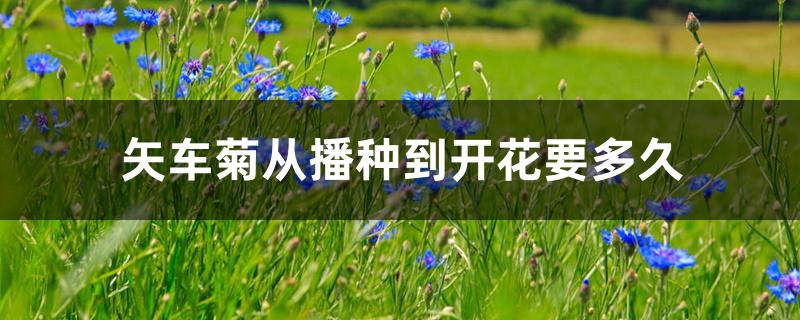 矢车菊从播种到开花要多久 矢车菊从播种到开花要多久