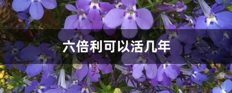 六倍利可以活几年 六倍利可以活几年