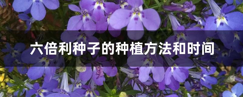 六倍利种子的种植方法和时间 六倍利种子的种植方法和时间