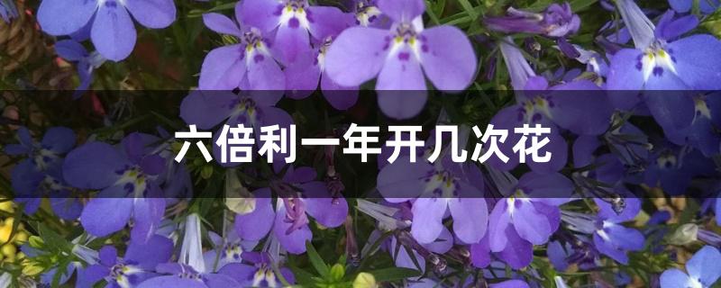 六倍利一年开几次花 六倍利一年开几次花