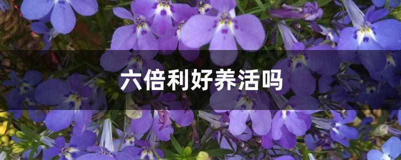 六倍利好养活吗 六倍利好养活吗
