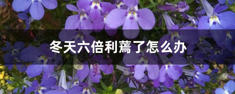 冬天六倍利蔫了怎么办 冬天六倍利蔫了怎么办
