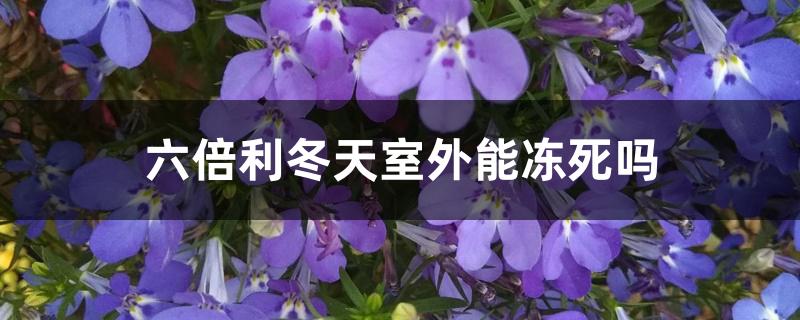 六倍利冬天室外能冻死吗 六倍利冬天室外能冻死吗