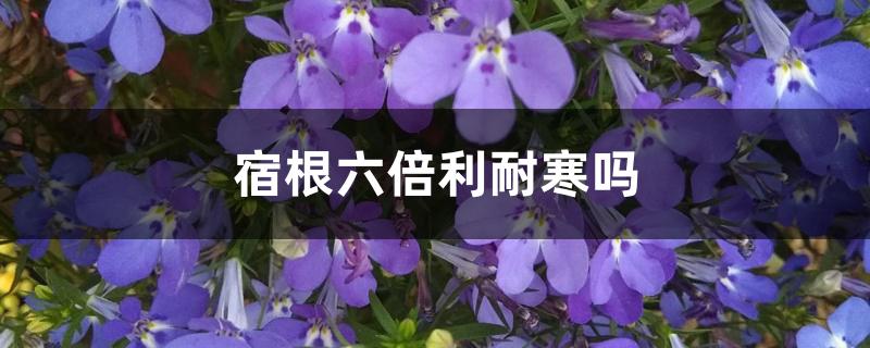 宿根六倍利耐寒吗 宿根六倍利耐寒吗