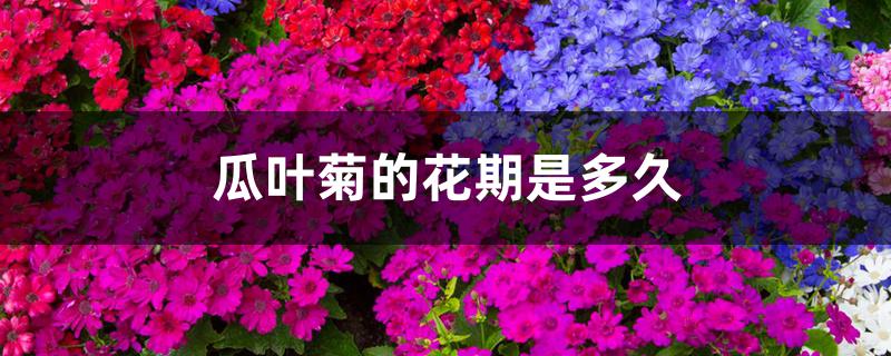 瓜叶菊的花期是多久 瓜叶菊的花期是多久