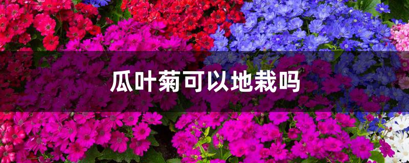 瓜叶菊可以地栽吗